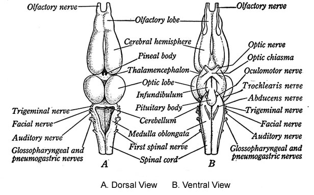 616x382 Anatomy Of A Frogs Brain - Brain Sketch Diagram