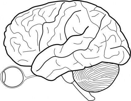 425x327 Free, Human Brain Sketch With Eyes And Cerebrellum Clip Art Mad - Brain Sketch Diagram