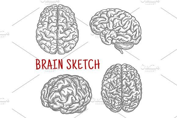 580x386 Human Brain Sketches - Brain Sketch Diagram