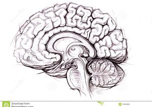 300x210 Pencil Sketch Diagram Of Brain - Brain Sketch Diagram