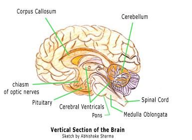 385x281 Sharma Nervous System Diagram Sketch - Brain Sketch Diagram