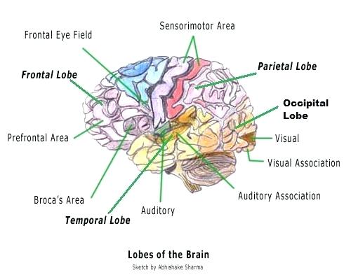 Brain Sketch Diagram at PaintingValley.com | Explore collection of ...