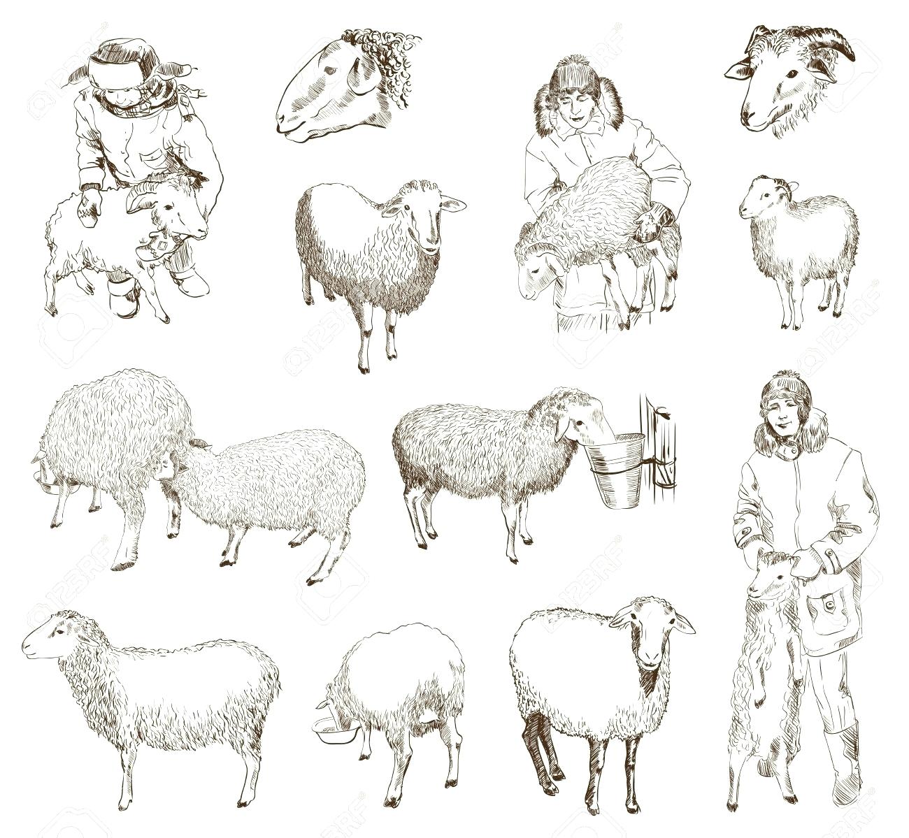 Овца скетч