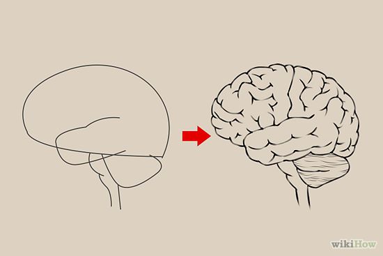 550x367 How To Draw A Brain - Brain Sketch Diagram
