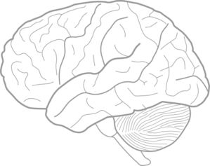 299x237 Brain Sketch Clip Art - Brain Sketch Diagram