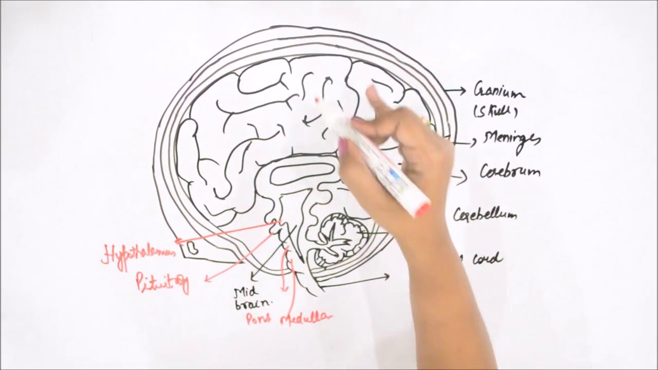 1280x720 Drawn Brains Simple - Brain Sketch Simple