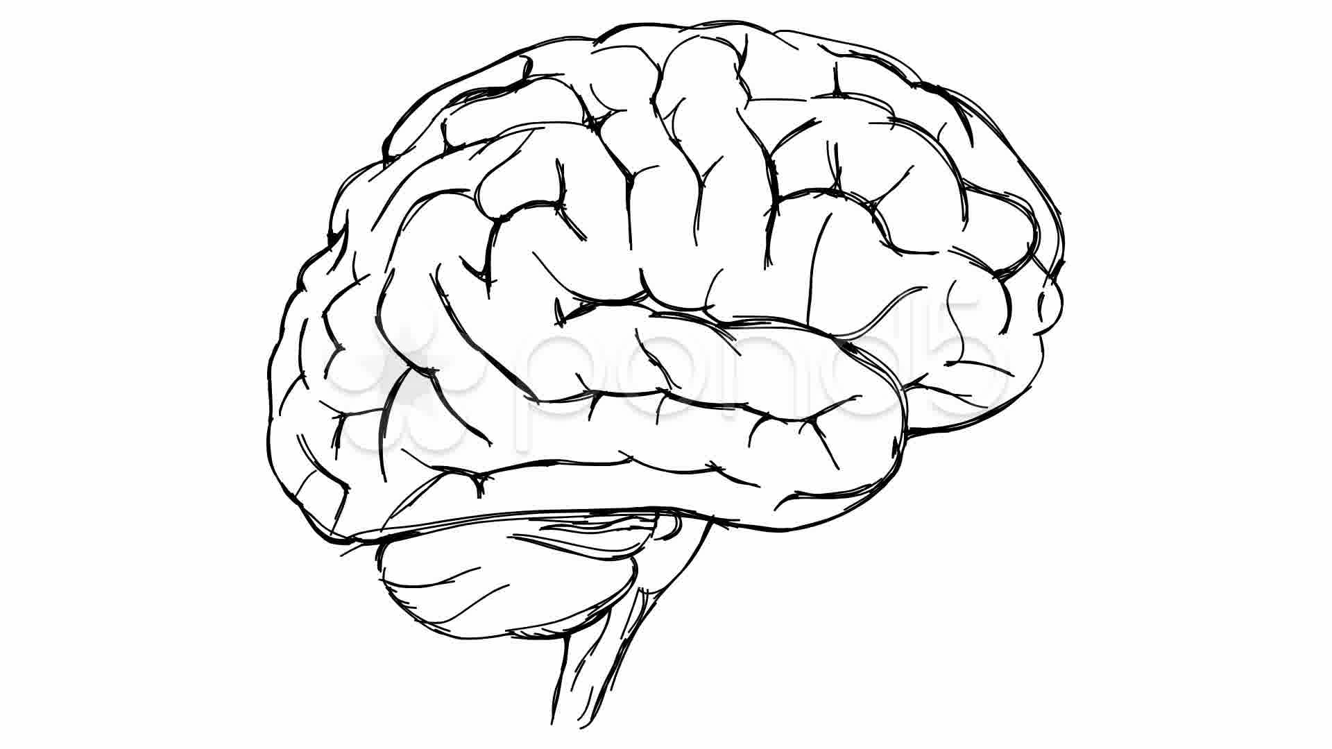 1920x1080 Simple Brain Sketch Drawn Brain Sketched - Brain Sketch Simple