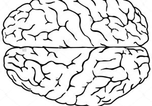 300x210 Simple Brain Sketch Simple Brain Sketch How To Draw A Brain - Brain Sketch Simple