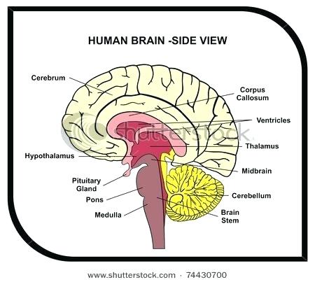 450x403 Front View Brain Diagram Oasissolutions.co - Brain Sketch Simple