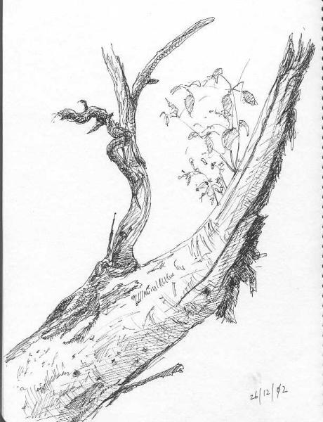 460x600 Gum Tree Branch - Branch Sketch