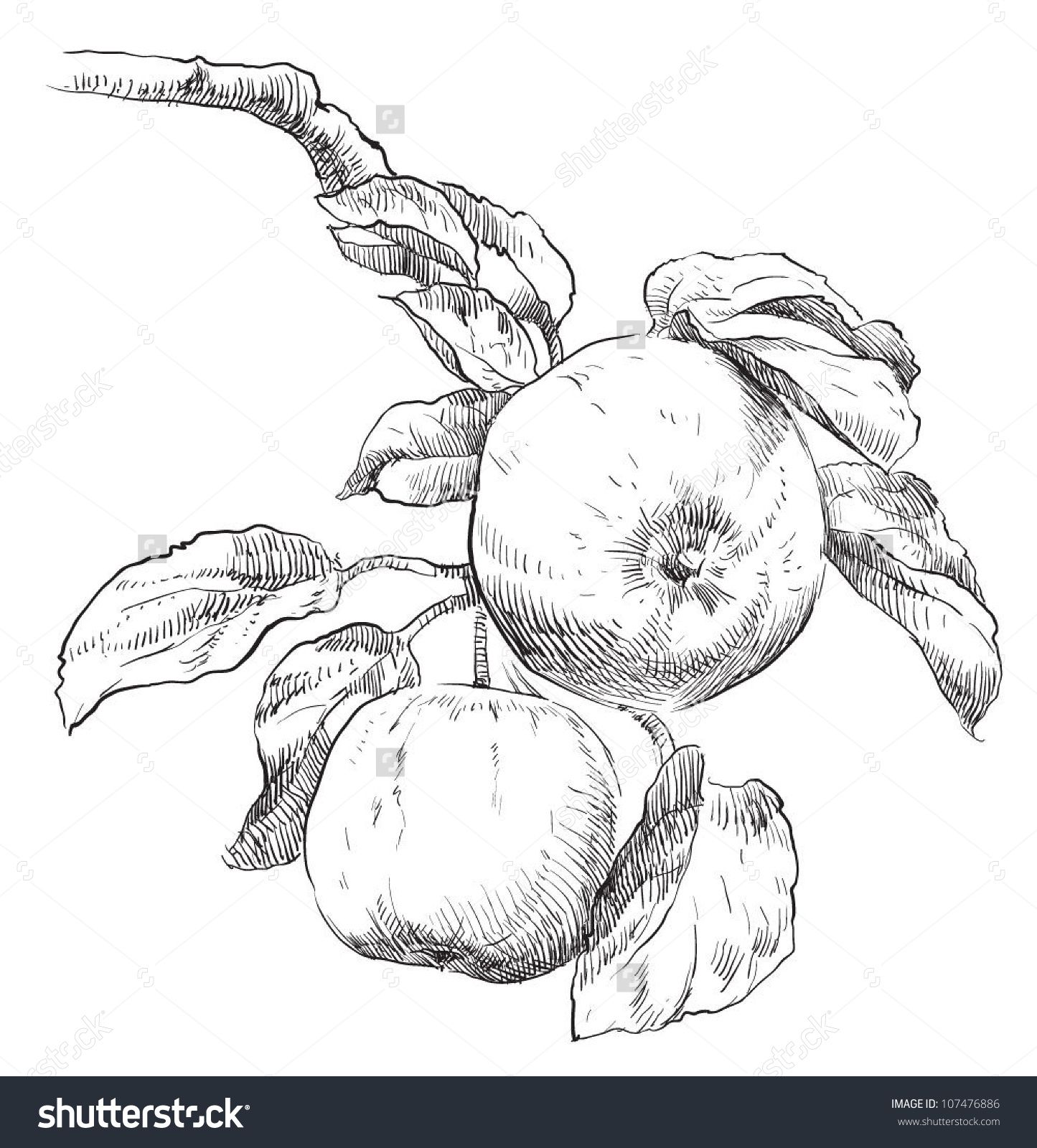 1445x1600 Hand Drawing Apples On Apple Tree Branch Stock Vector Illustration - Branch Sketch