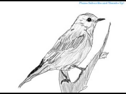 480x360 How To Draw A Bird On A Branch - Branch Sketch