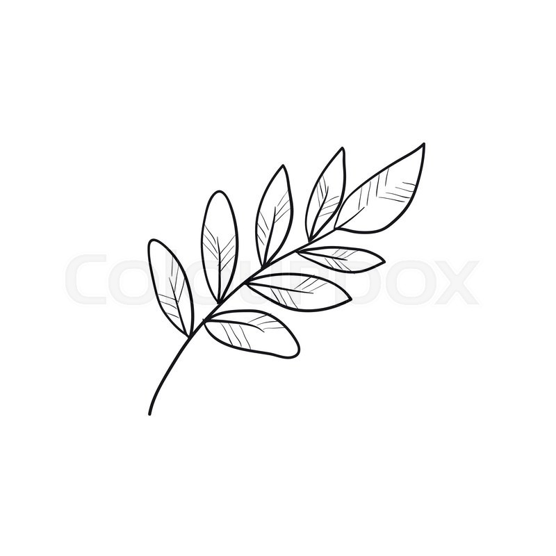 800x800 Palm Branch Vector Sketch Icon Isolated On Background. Hand Drawn - Branch Sketch