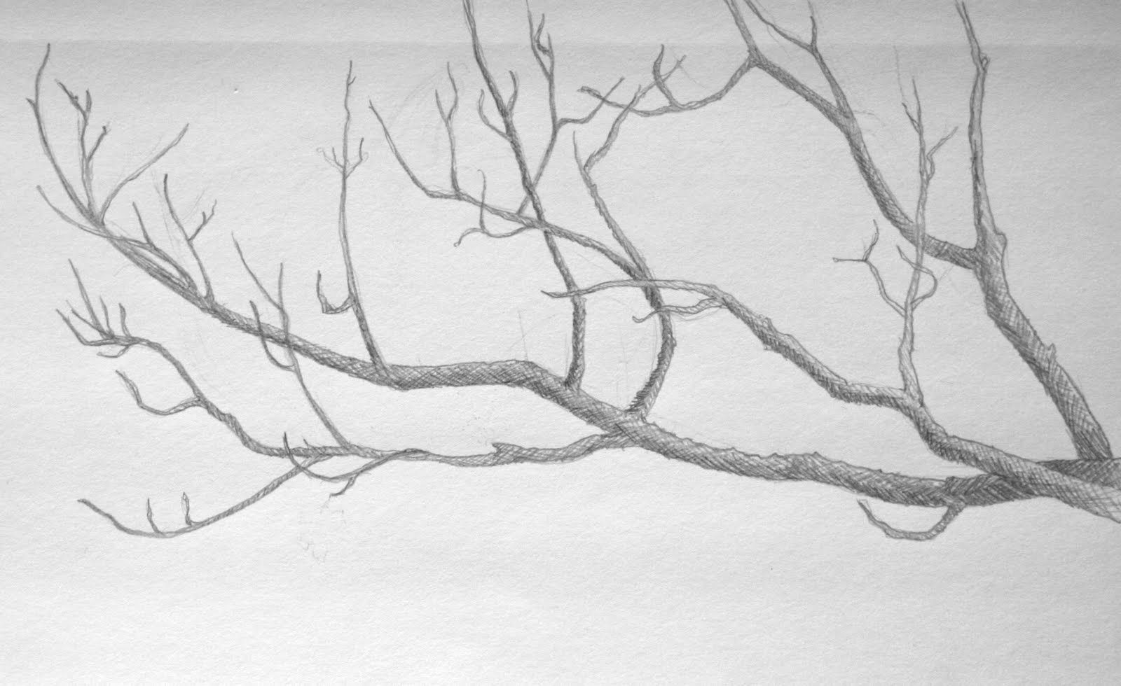 1600x980 Pin By Kathy Moore On Tree Branches Banner, Sketches - Branch Sketch