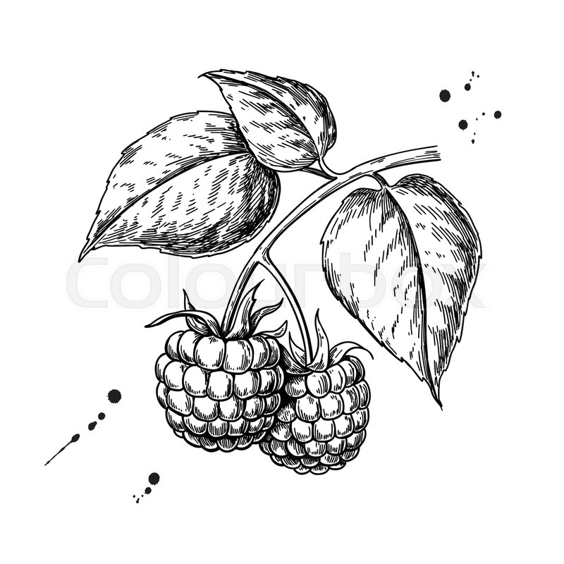 800x800 Raspberry Vector Drawing. Isolated Berry Branch Sketch On White - Branch Sketch