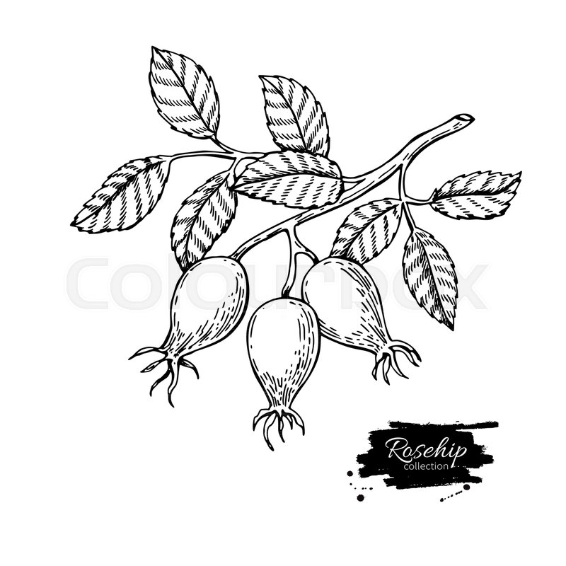 800x800 Rosehip Vector Drawing. Isolated Berry Branch Sketch On White - Branch Sketch