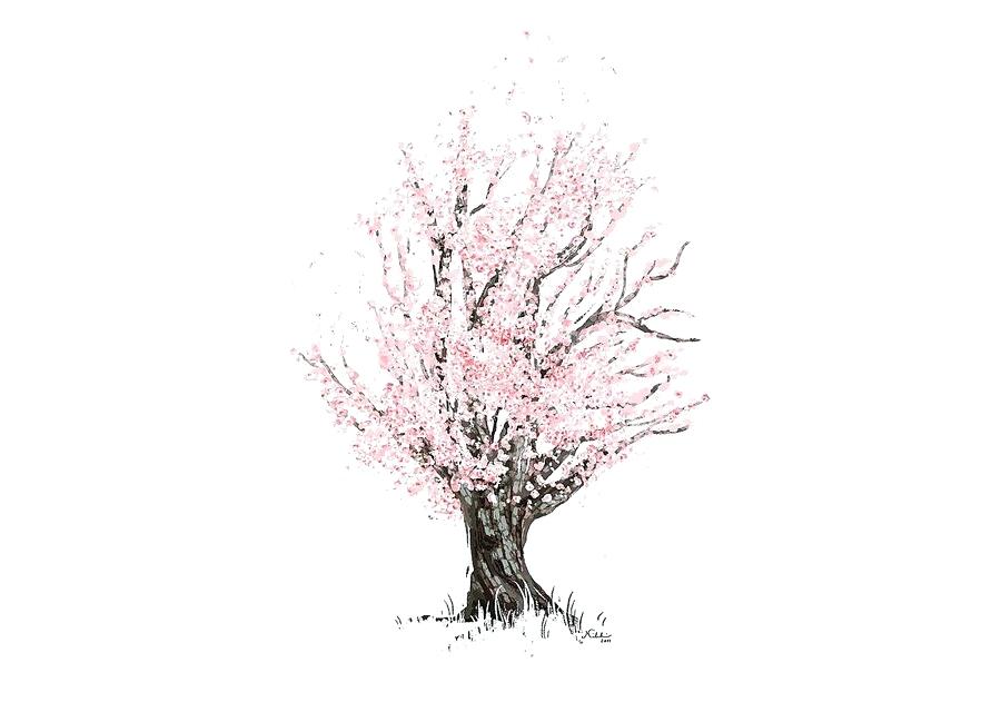 900x640 Sakura Tree Drawing Cherry Blossom Drawing Sketch Cherry Tree - Branch Sketch