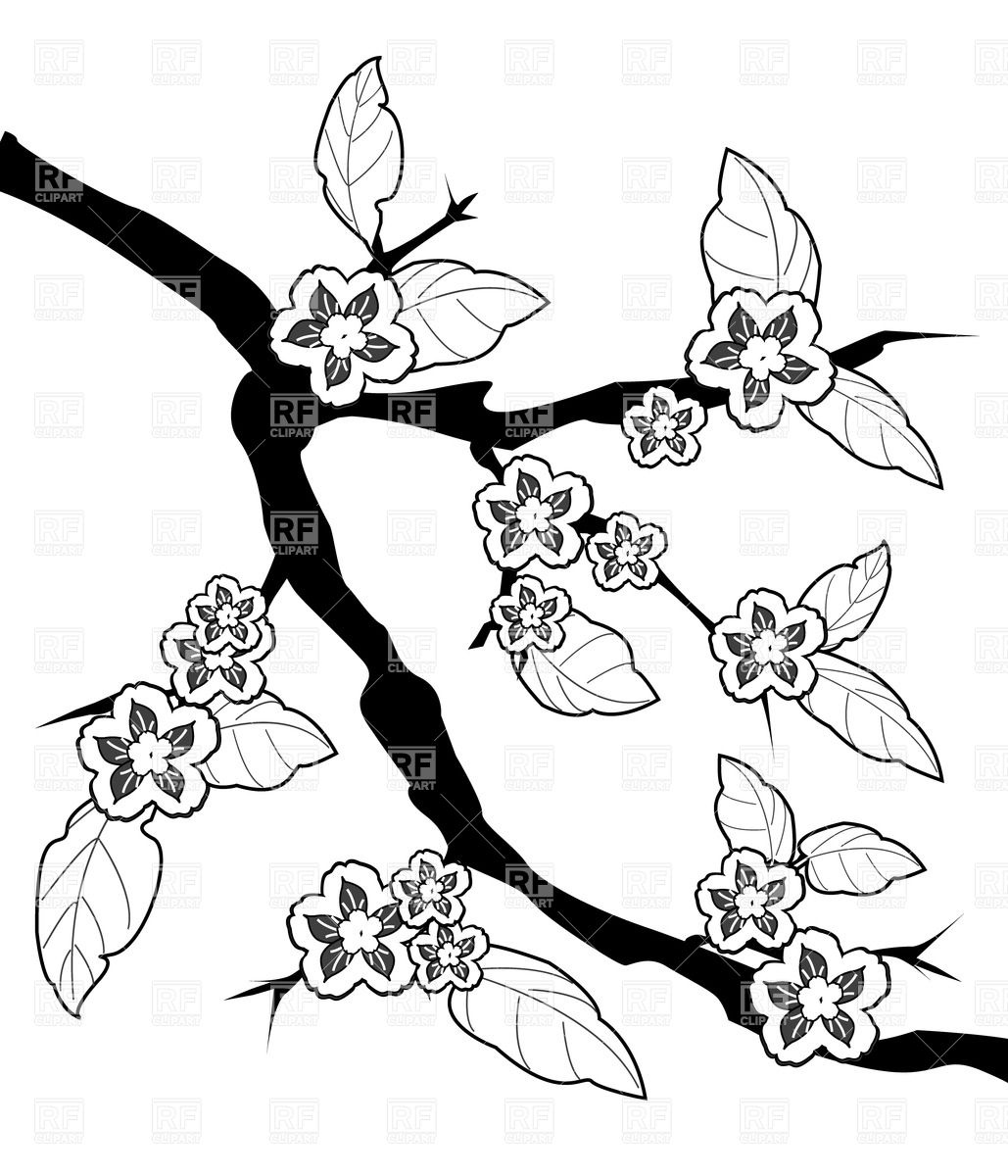 1029x1200 Sakura Branch And Flowers, Sketch Drawing Vector Image Vector - Branch Sketch