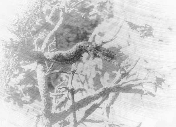 615x444 Bare Branch Sketch Free Stock Photo - Branch Sketch