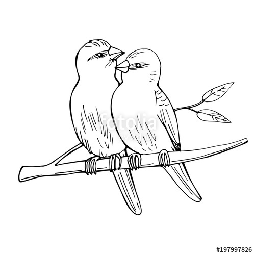 500x500 Two Birds Sitting On A Branch. Vector Sketch Illustration. Stock - Branch Sketch