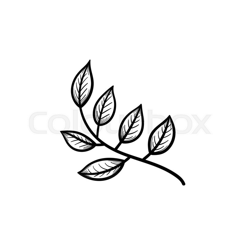 800x800 Vector Hand Drawn Leaves On Branch Outline Doodle Icon. Leaves On - Branch Sketch