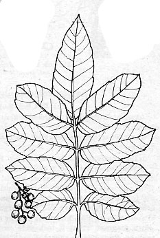 233x346 Brazilian Pepper Tree Facts And Health Benefits - Brazilian Sketch