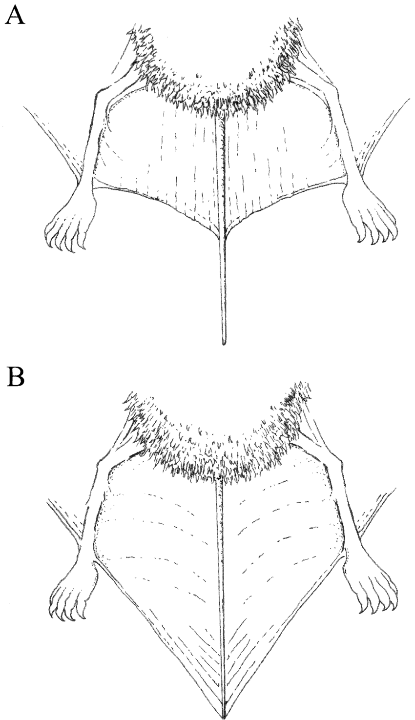 850x1475 Contrast Between The Tail And Uropatagium Of The Brazilian Free - Brazilian Sketch
