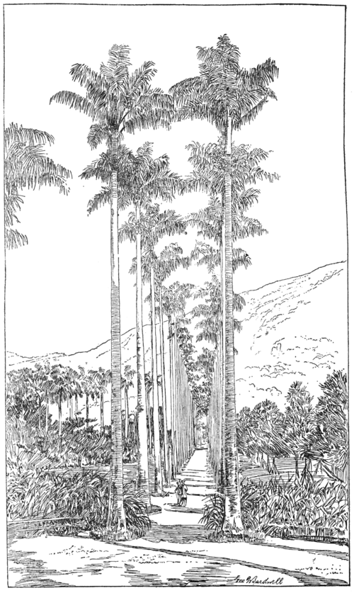 500x837 Popular Science Monthlyvolume 60march 1902the Palm Trees Of - Brazilian Sketch