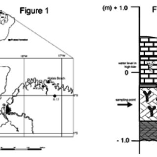 320x320 Sketch Of The Studied Brazilian Localities .figure 2 - Brazilian Sketch