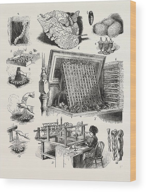 565x740 The Brazilian Silk Worm Exhibit, Philadelphia Exhibition Wood - Brazilian Sketch