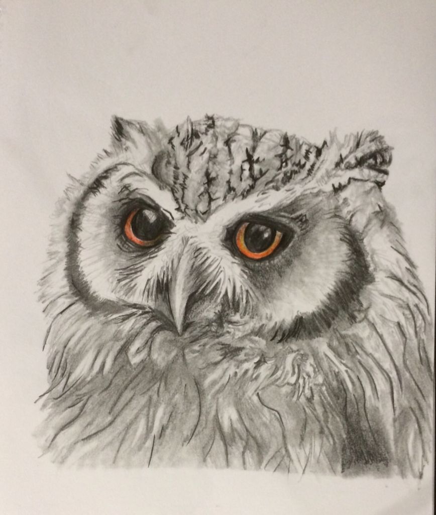 868x1024 Pencil Sketch Of Bright Eyes Owl (Sold) Cool Ideas - Bright Eyes Sketch