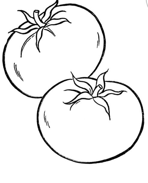 493x608 Tomato Clipart Brinjal Plant - Brinjal Sketch
