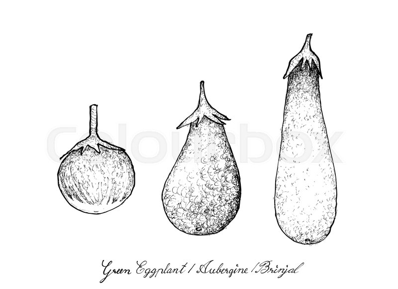 800x580 Vegetable And Herb, Illustration Of Hand Drawn Sketch Delicious - Brinjal Sketch