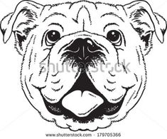 235x195 Collection Of Free Facing Clipart English Bulldog. Download On Ubisafe - British Bulldog Sketch