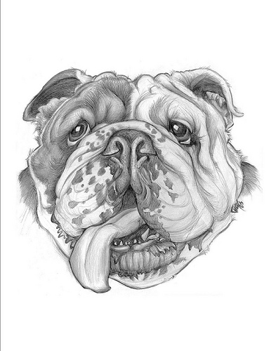 386x500 English Bulldog - British Bulldog Sketch