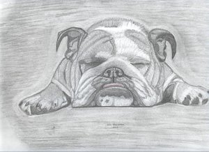 300x218 English Bulldog Drawing By Don Gallacher - British Bulldog Sketch