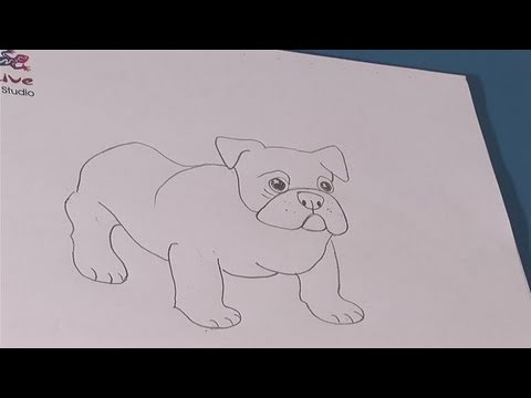480x360 How To Practice Drawing Bulldog - British Bulldog Sketch