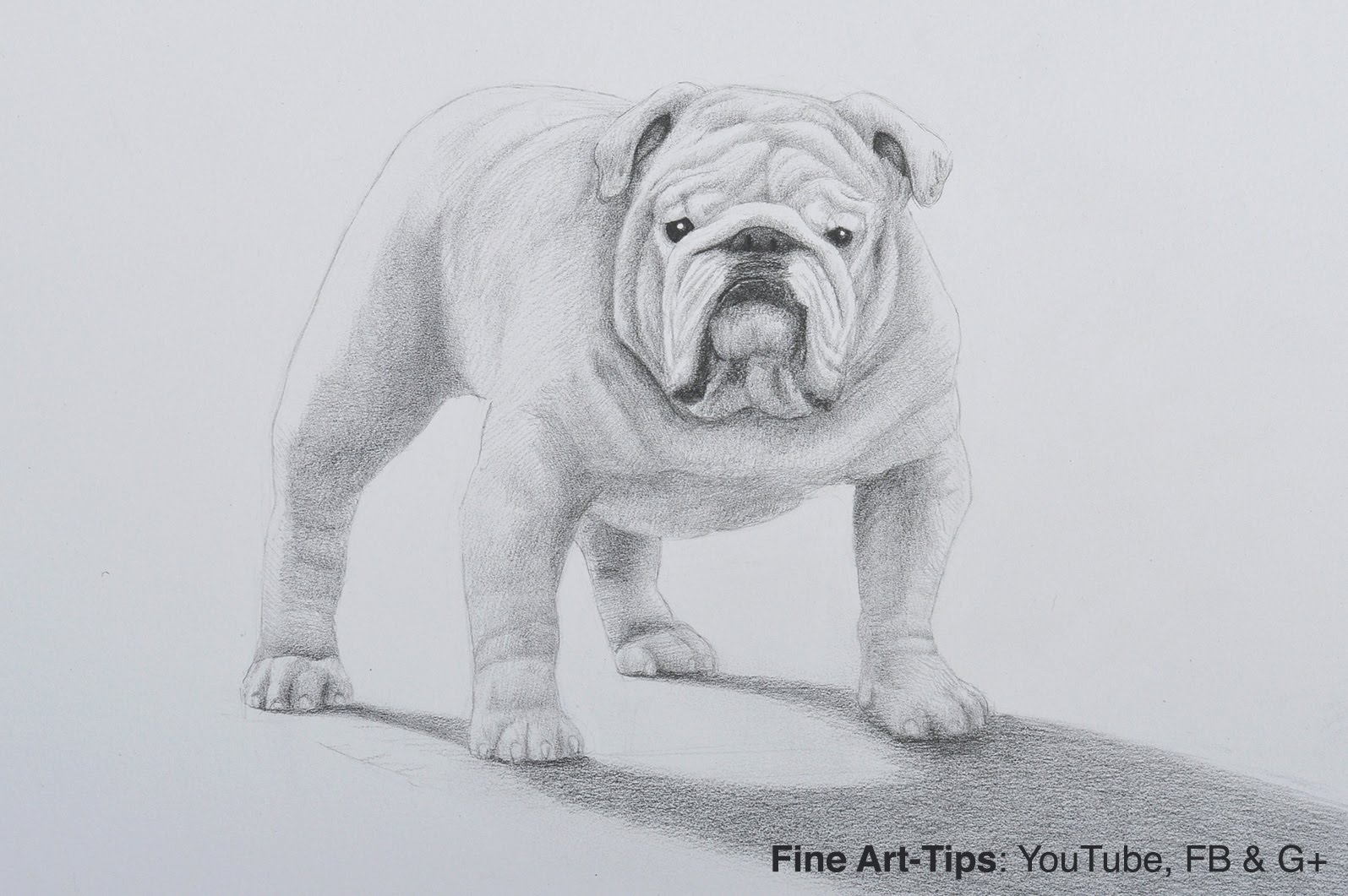 1595x1061 How To Draw A Bulldog With Pencil - British Bulldog Sketch
