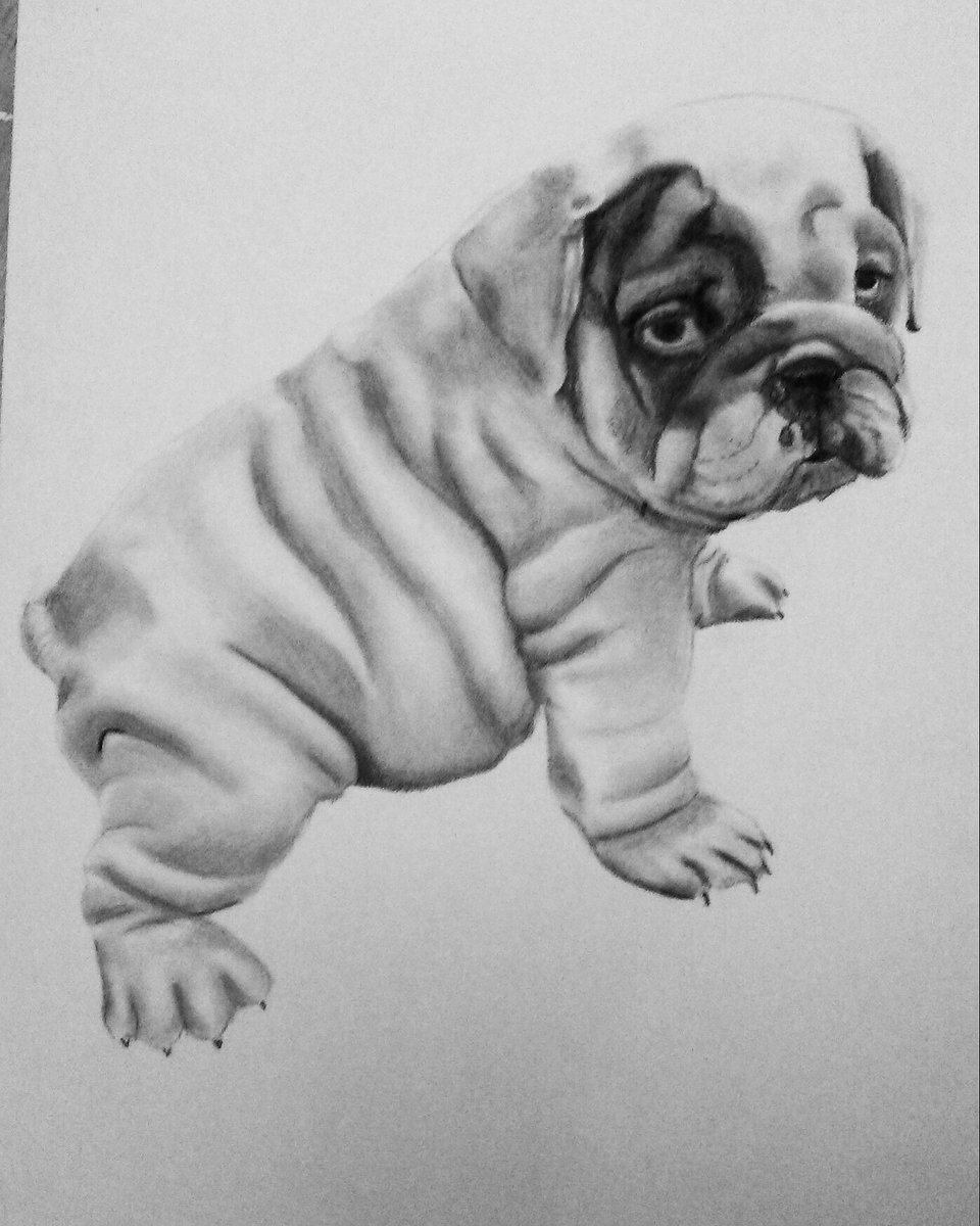 960x1200 Sharla Kay On Twitter I Drew This - British Bulldog Sketch