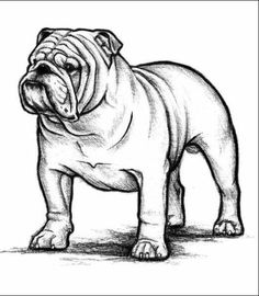 236x270 Bulldog Embroidered Towels, Dog Towels, Personalised Towels - British Bulldog Sketch