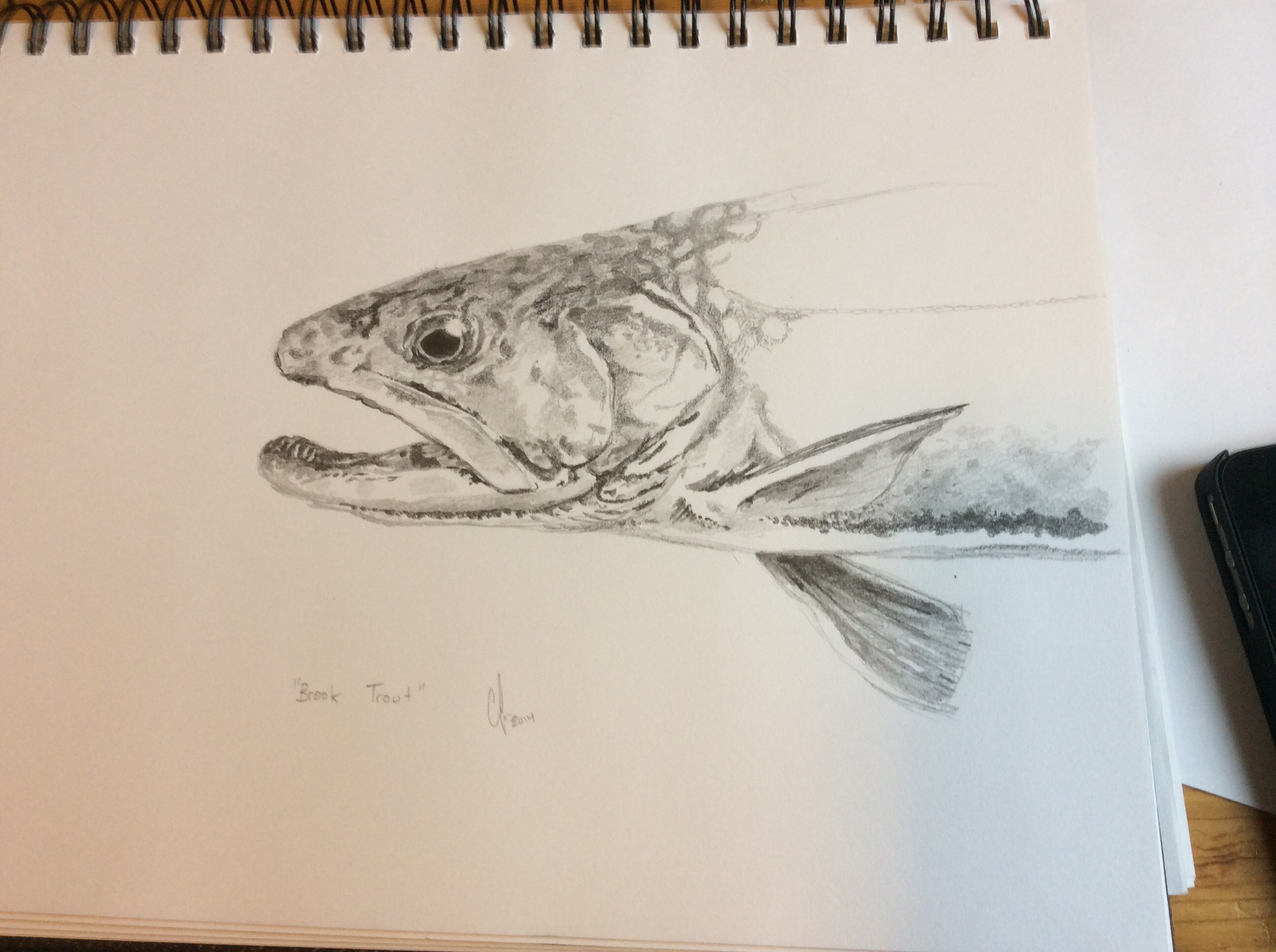 Brook Trout Sketch At Paintingvalley.com 