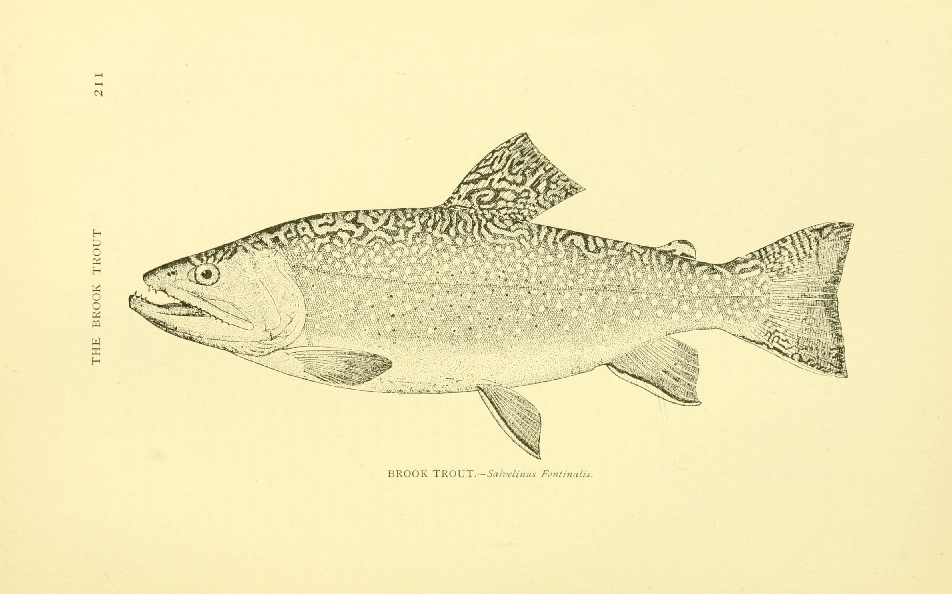 3333x2080 Fileamerican Game Fishes - Brook Trout Sketch