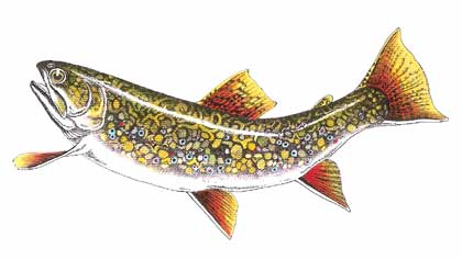 420x237 Leaping Brook Trout - Brook Trout Sketch