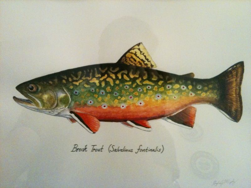 800x600 Pin By Kristen Diet On Tattoo Trout, Fish And Fish Art - Brook Trout Sketch