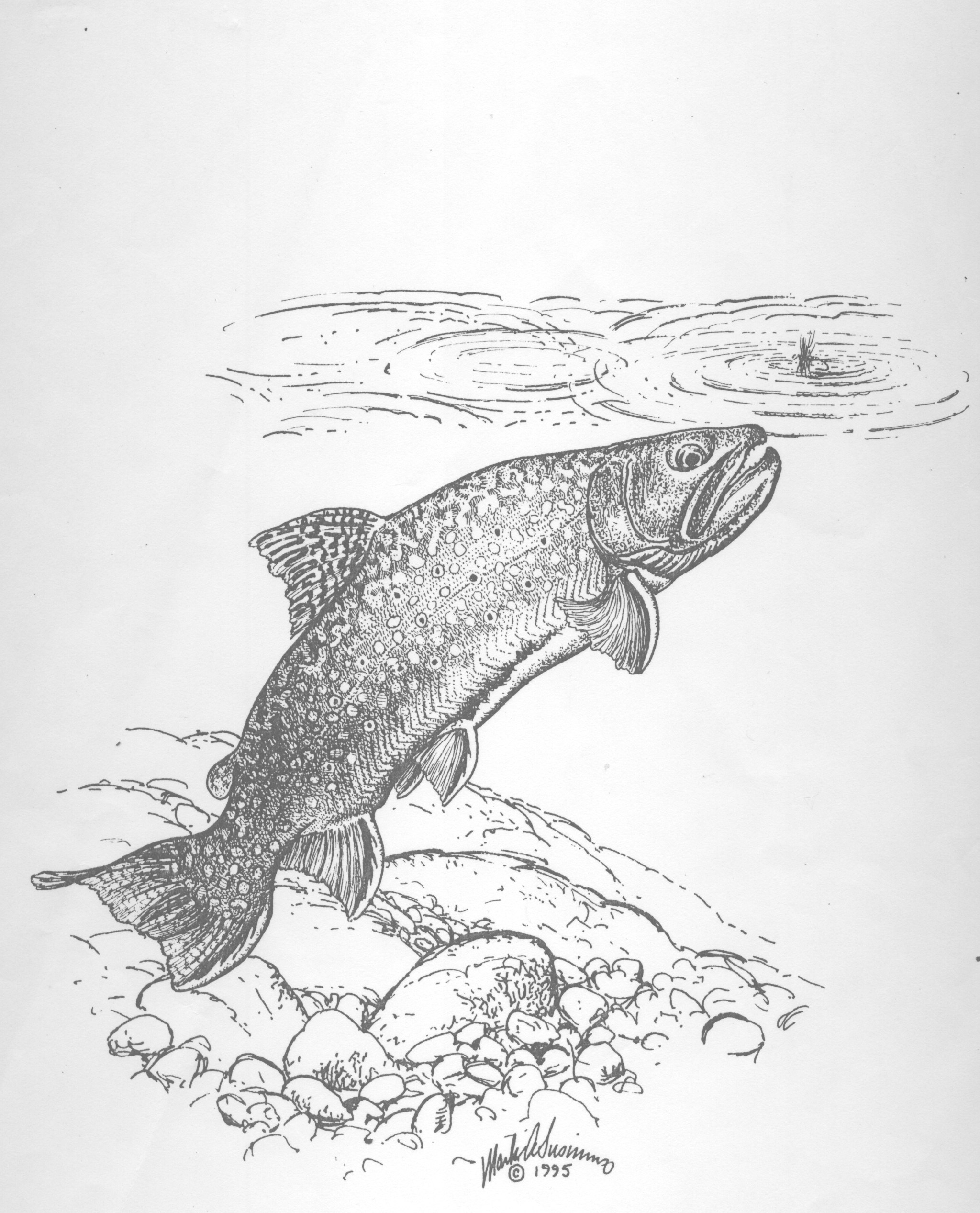 2048x2534 The Pa State Fish The Brook Trout Mjk - Brook Trout Sketch