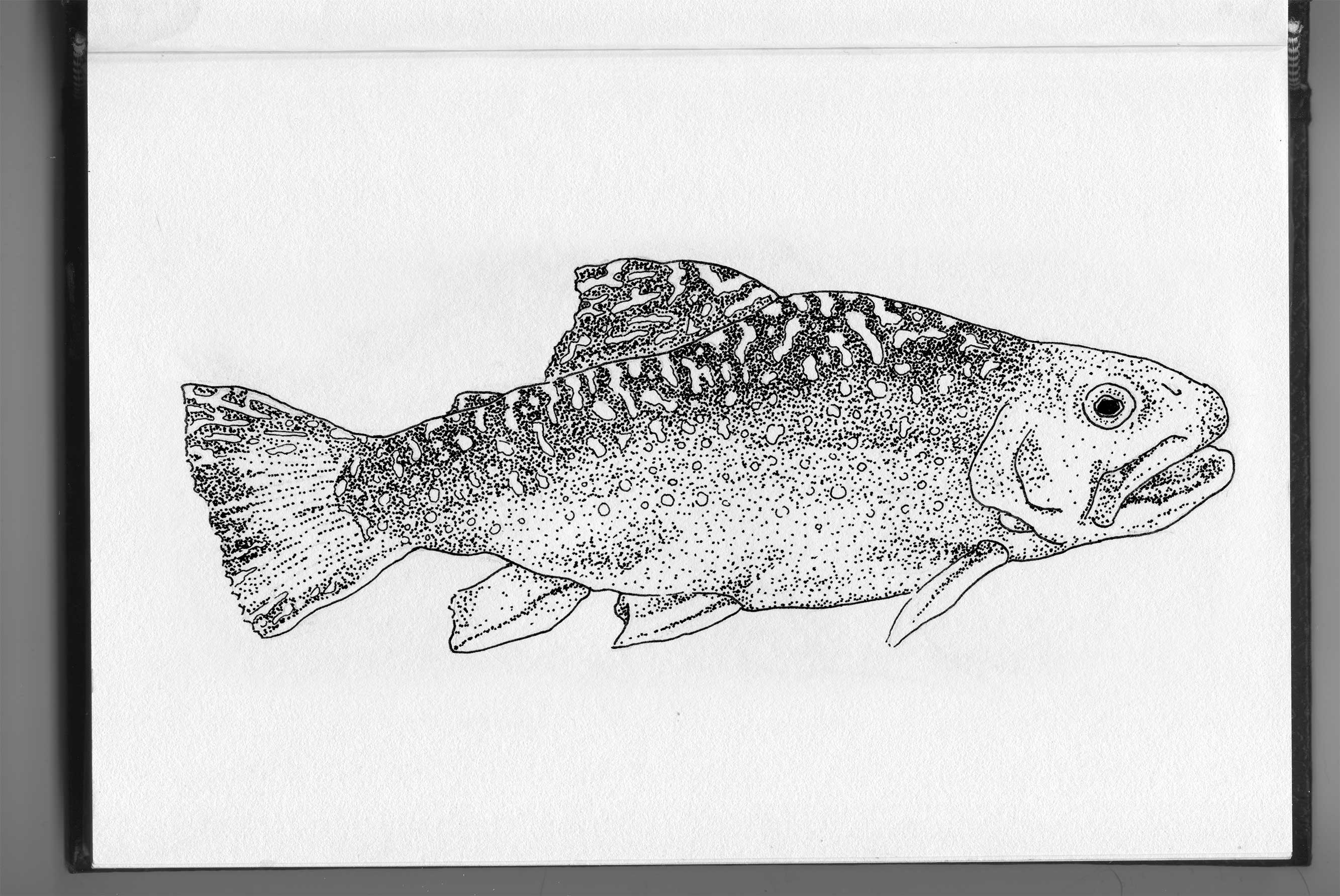 2666x1783 Brook Trout - Brook Trout Sketch