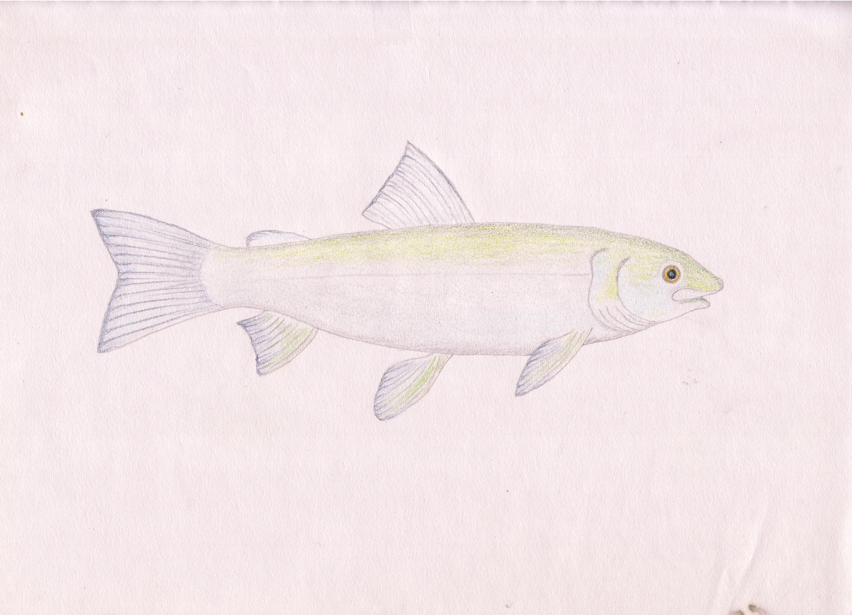 3484x2516 Brook Trout Unquenchable Curiosity - Brook Trout Sketch