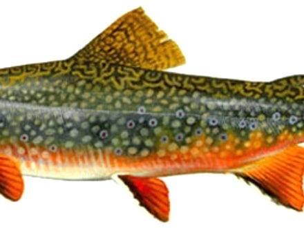 440x330 Brook Trout Coloring - Brook Trout Sketch