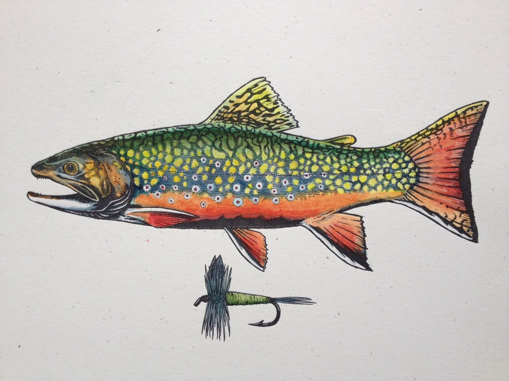 Brook Trout Sketch at PaintingValley.com | Explore collection of Brook ...