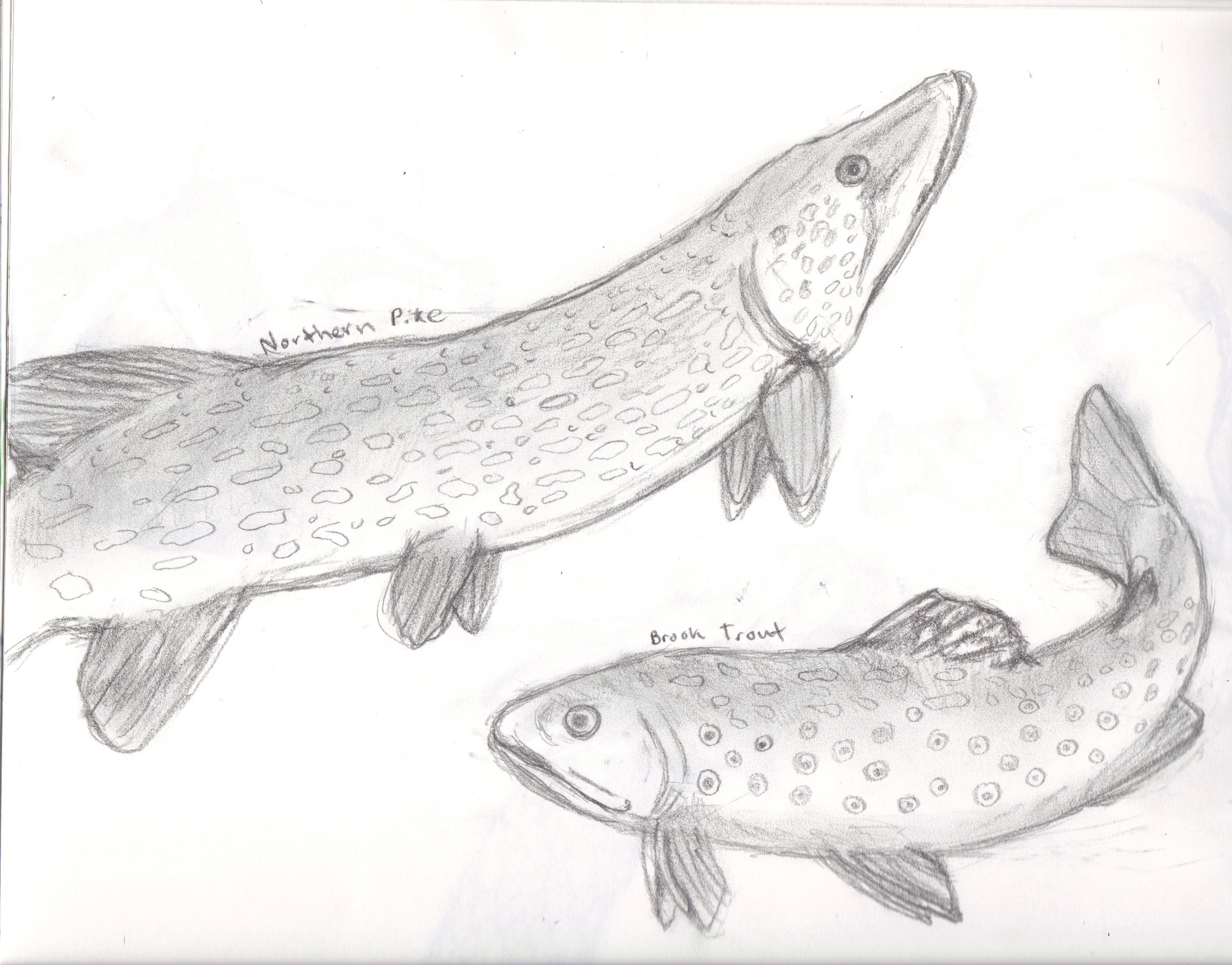 3256x2550 Brook Trout And Northern Pike Fish Sketch Sketchbook - Brook Trout Sketch